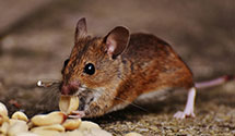 24 Hour & Emergency Exterminators in Ghent, WV
